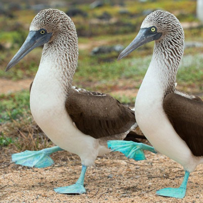 The Swinger Cruise Galapagos 2020