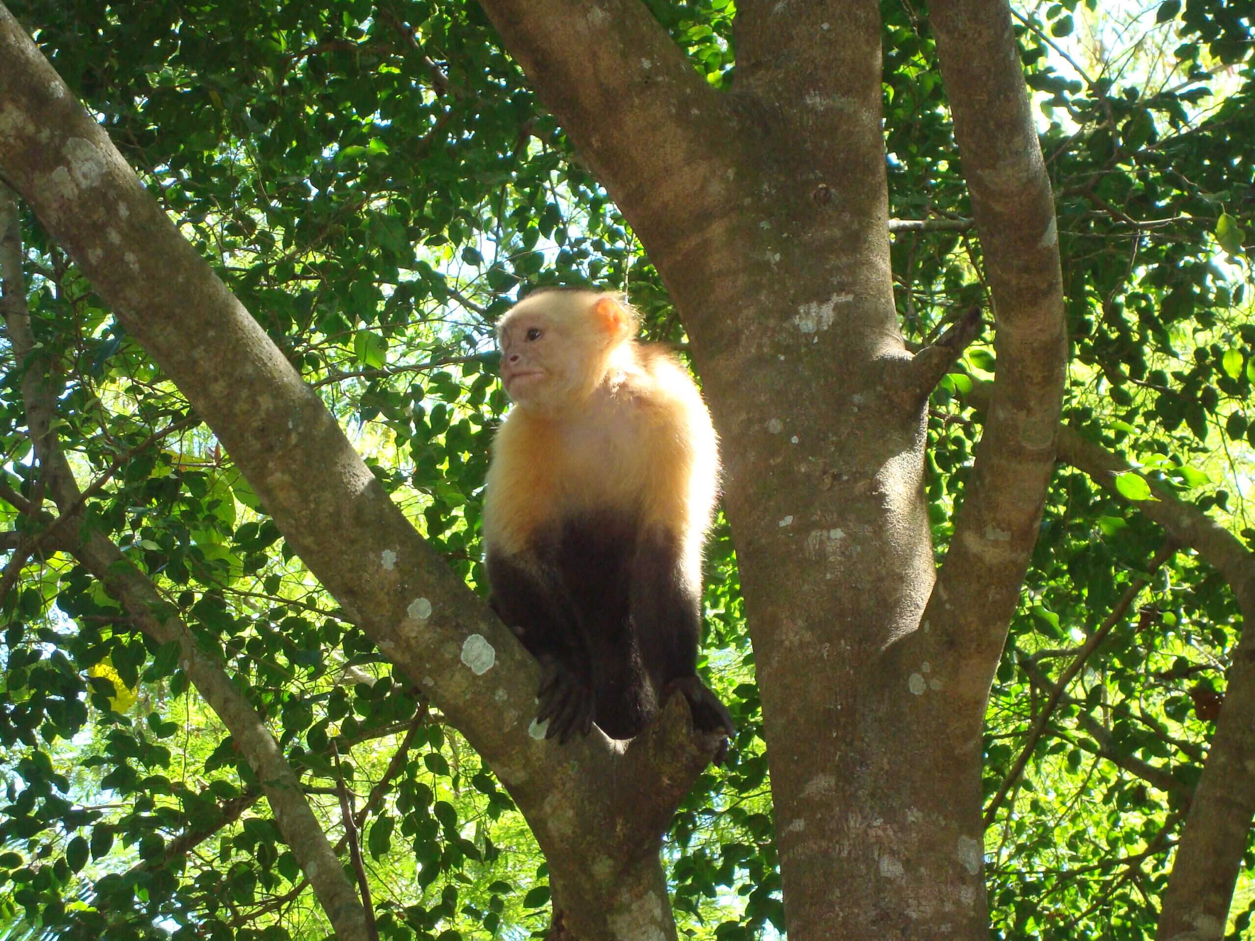 Rockstar Star Skipper Costa Rica Monkey