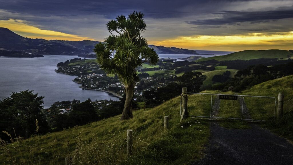 Rockstar Australia Dunedin New Zealand Cabbage Tree Otago Peninsula