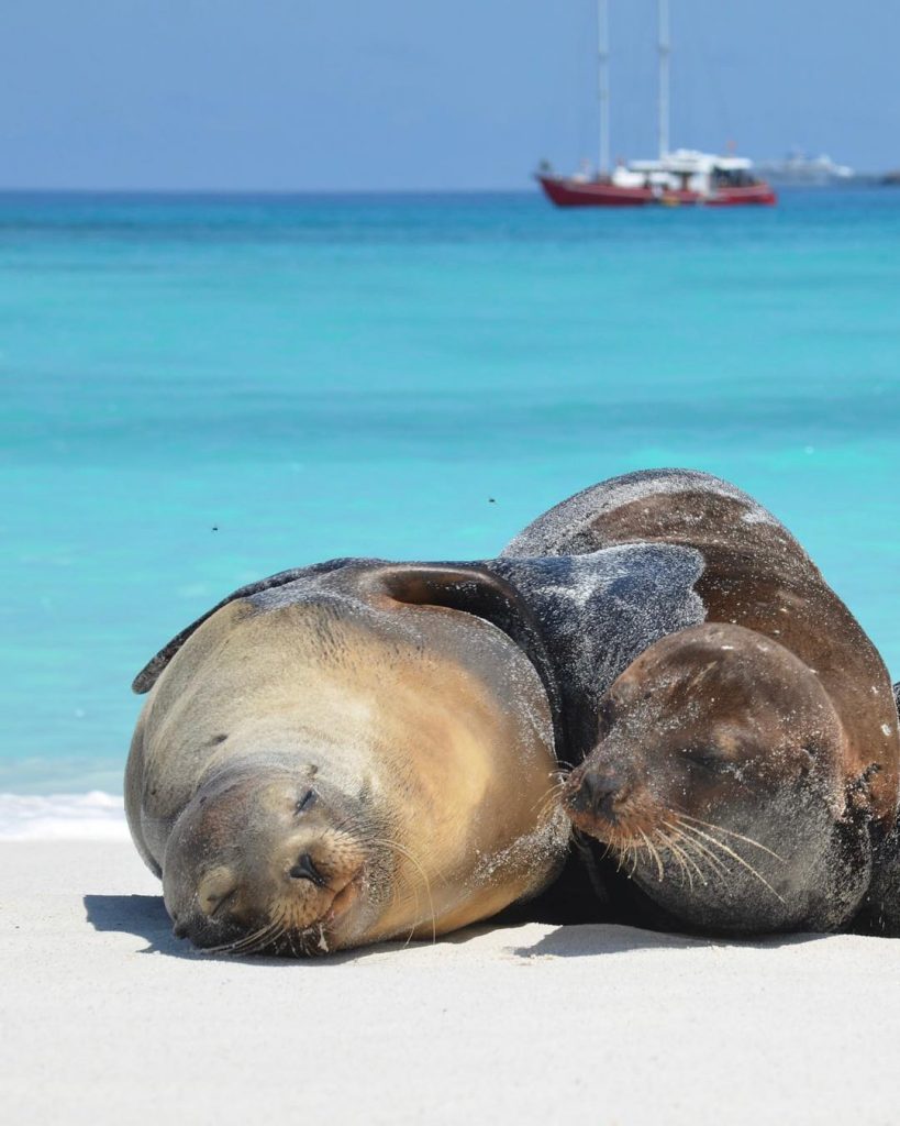 Galapagos 2025 Swinger Cruise Seals Hugging