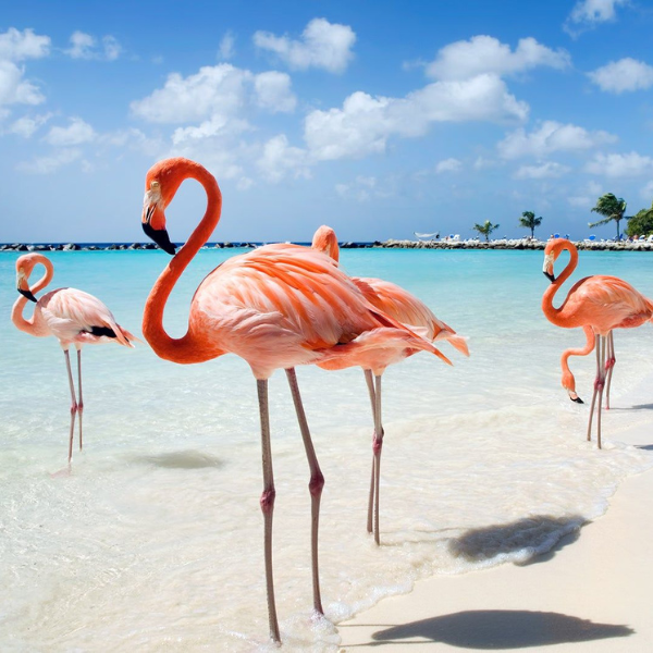 Desire Red Carpet Cruise 2020